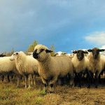 22 Mayıs: İsa, Koyunlarını Tanır